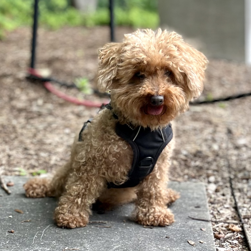 Max