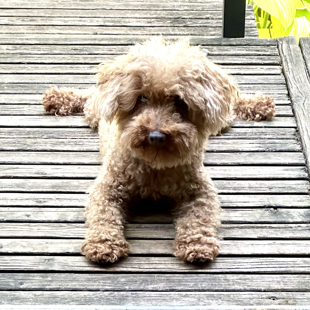 Max - Image 5