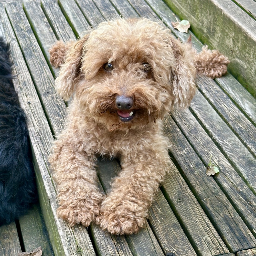 Max - Image 2