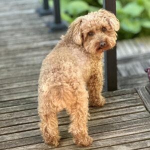 Max