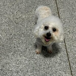 Daisy