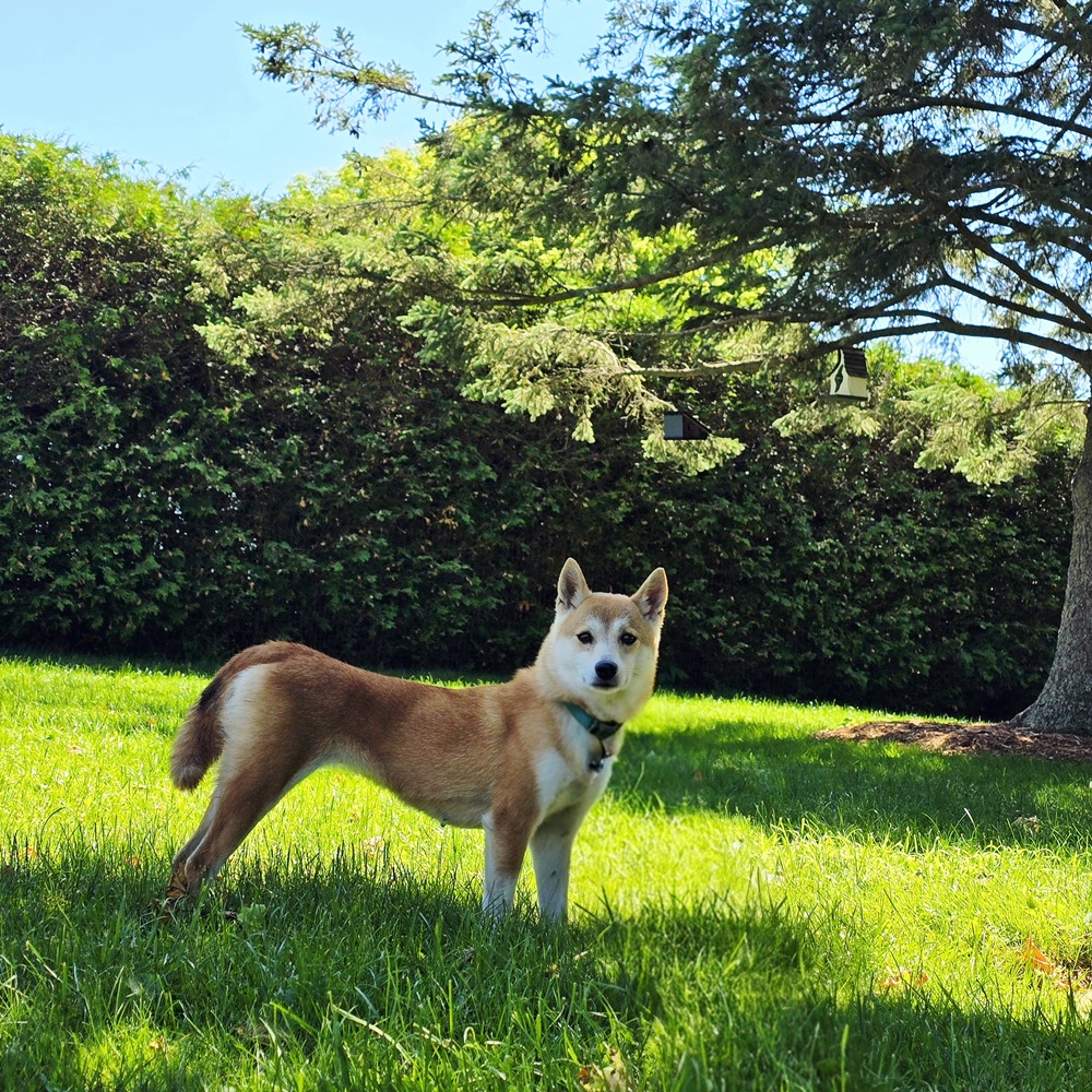 Lady - Image 6