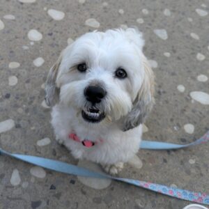 Odie