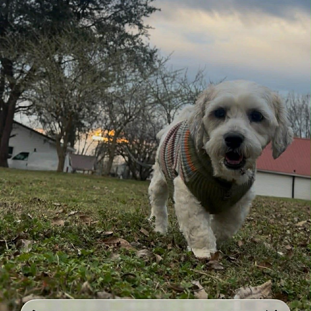 Odie