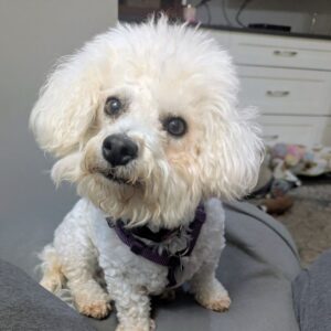Little Daisy
