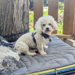 Little Daisy