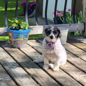Lilah