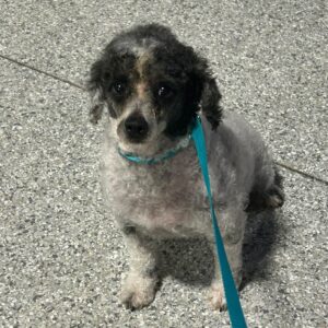 Lilah