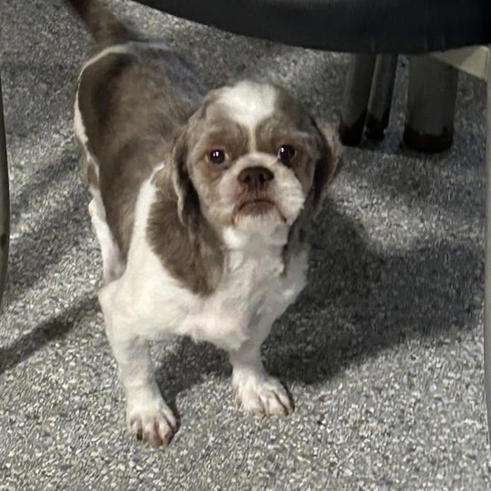 Merle