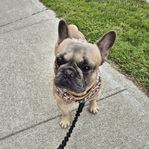 Sammy