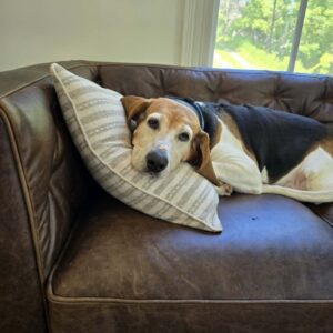 Daisy