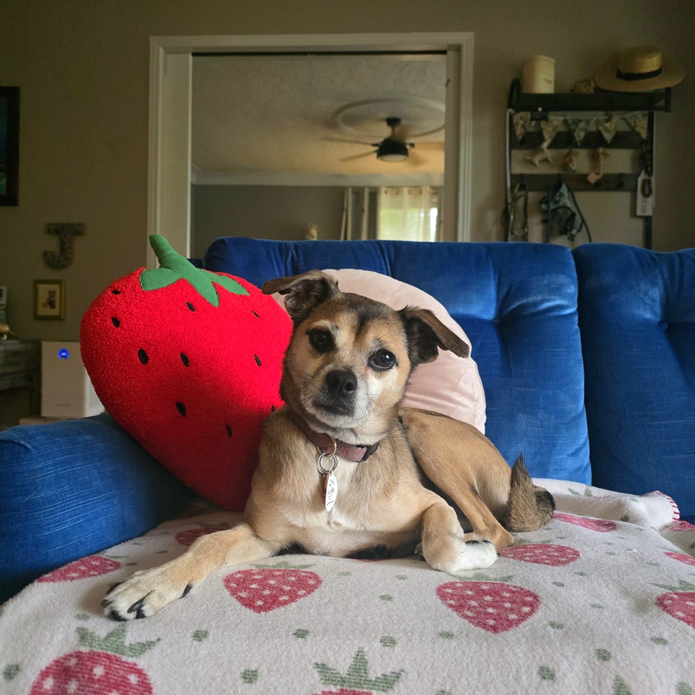 Olive - Image 6