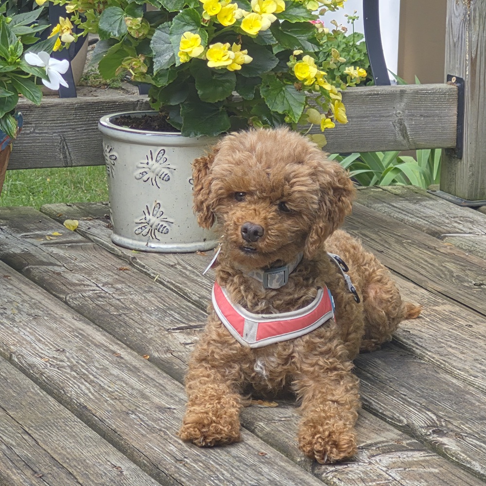 Ruby