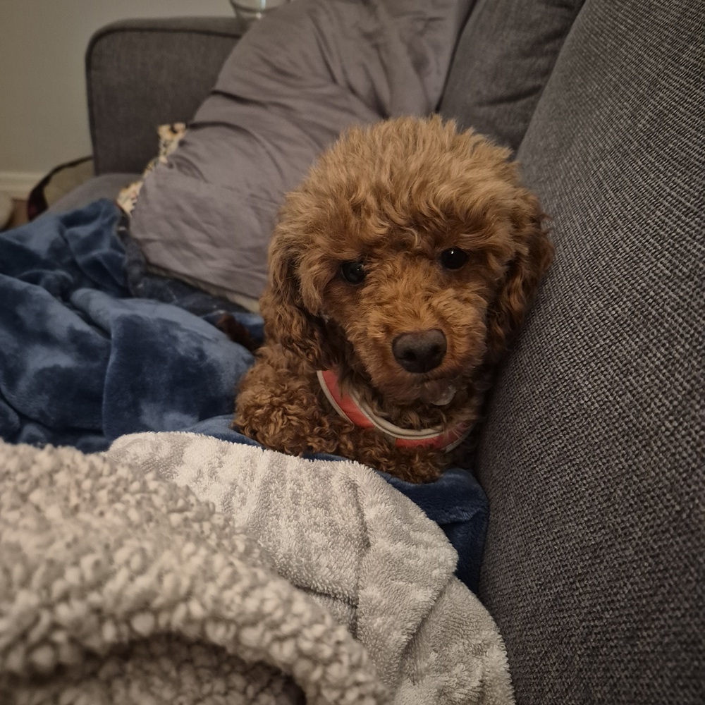 Ruby - Image 2
