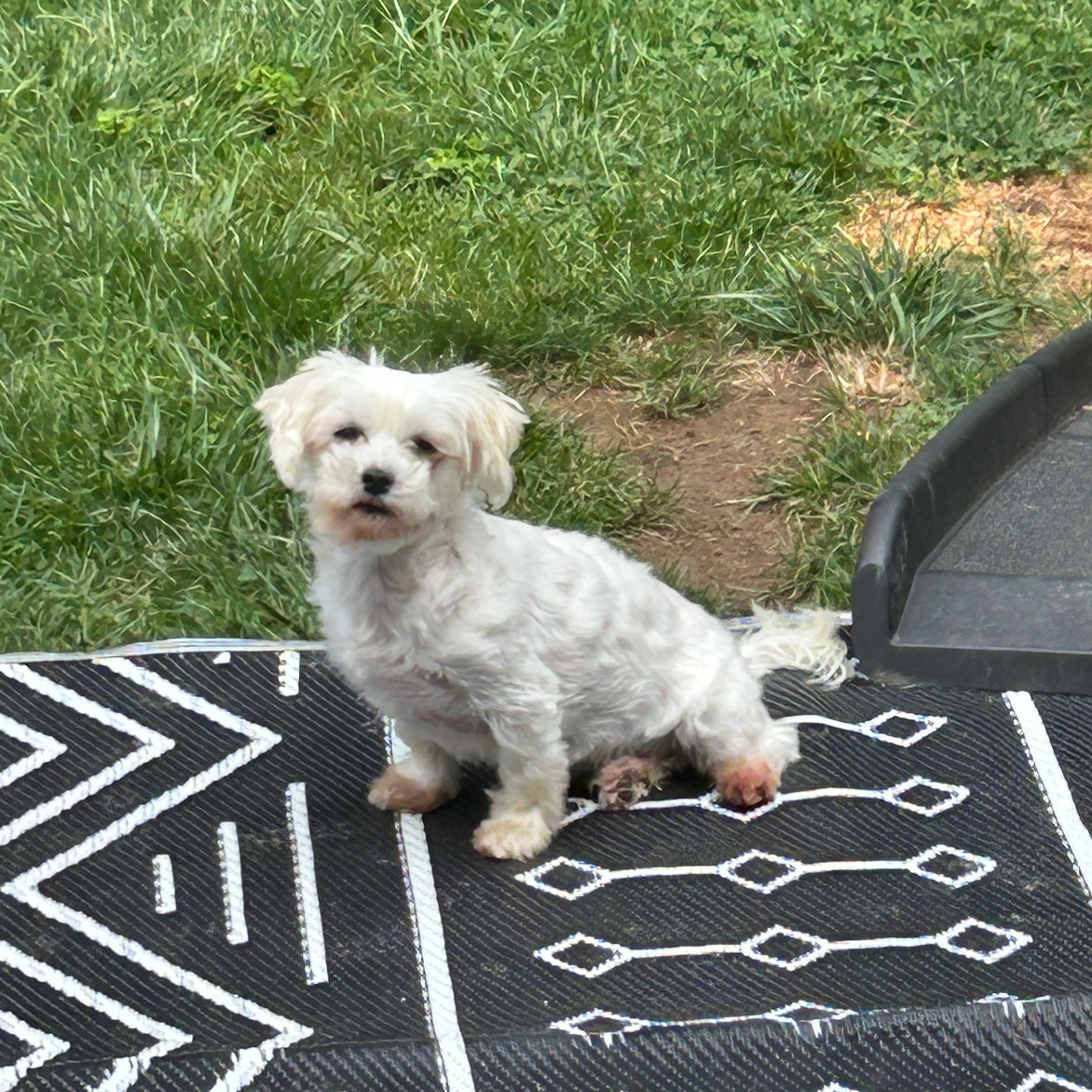 Sadie - Image 2