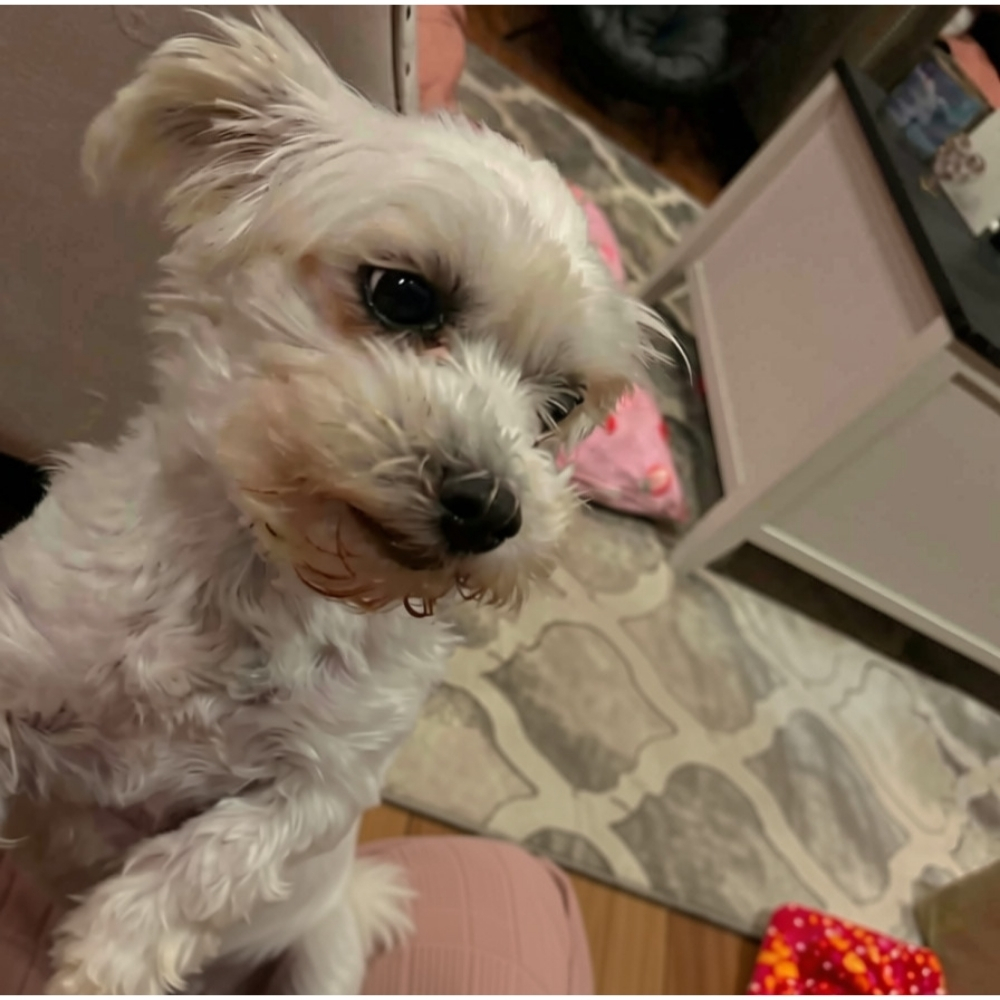 Sadie - Image 6