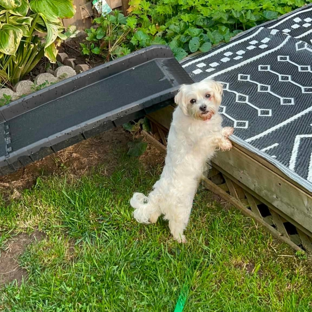 Sadie - Image 5