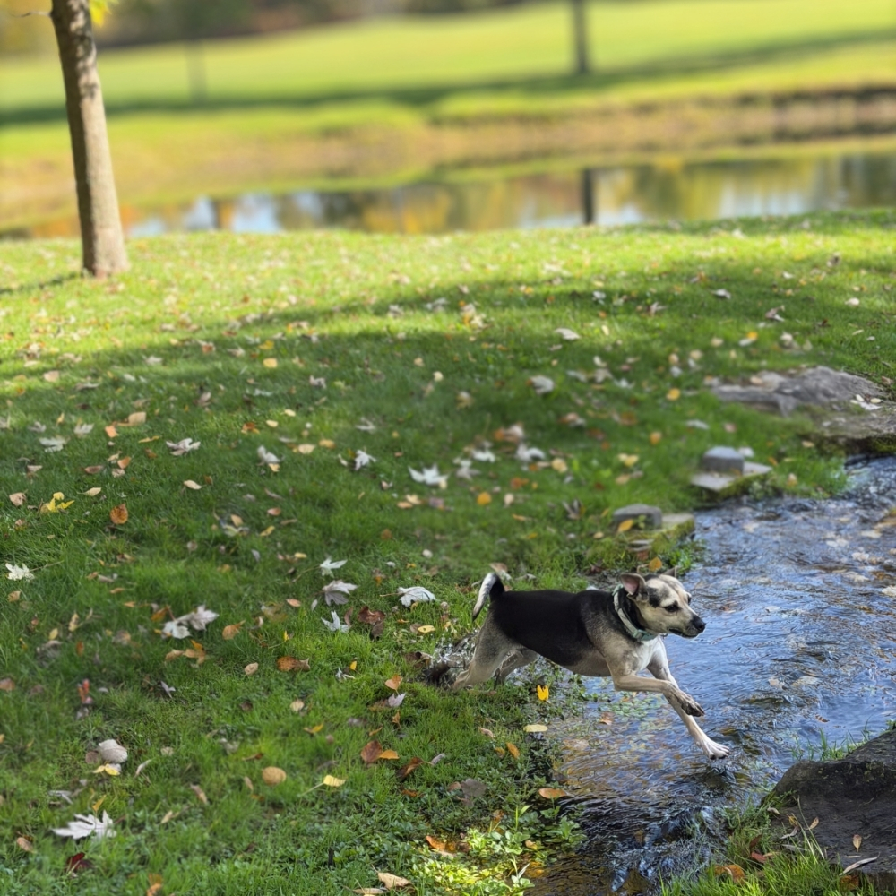 Tilly - Image 6