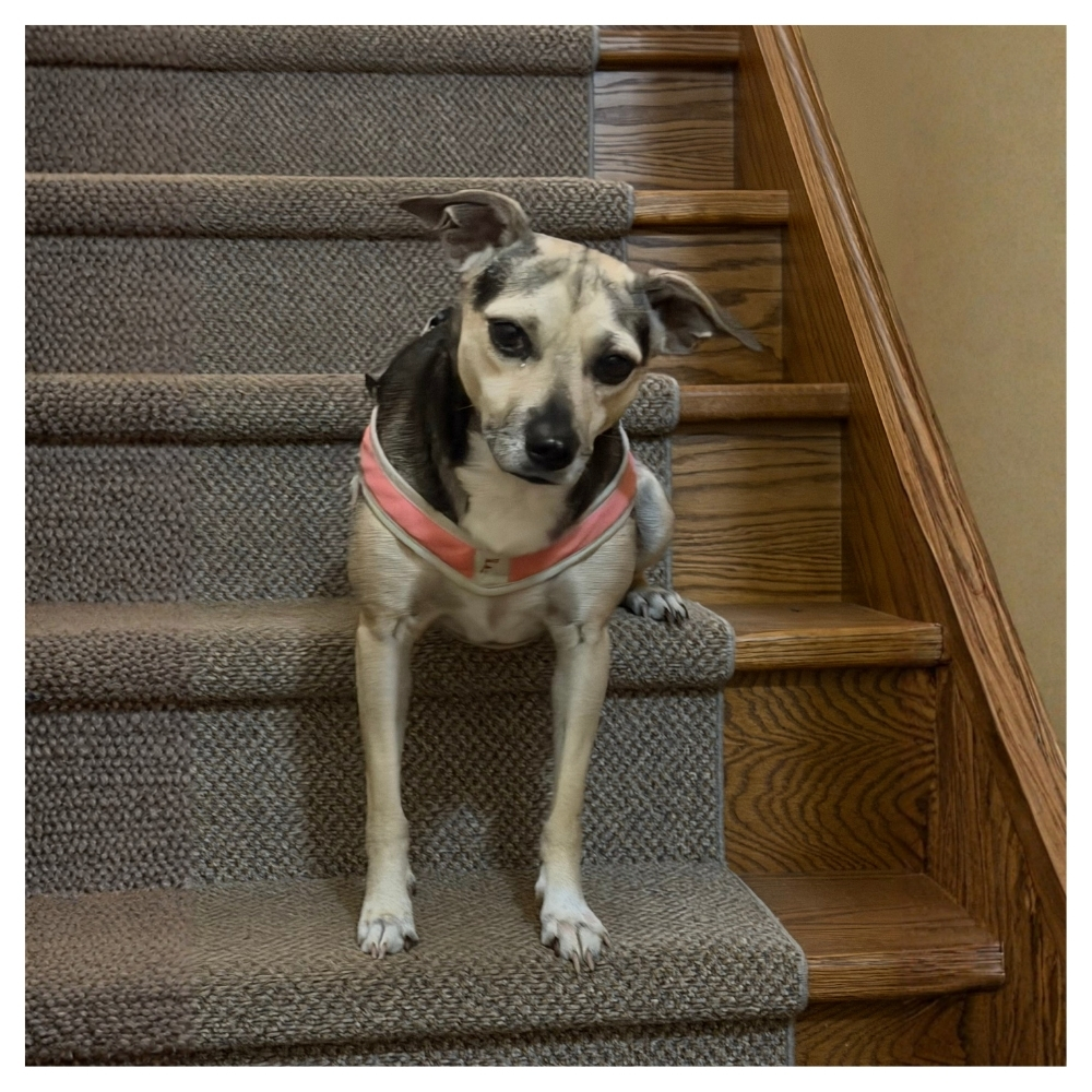 Tilly - Image 2