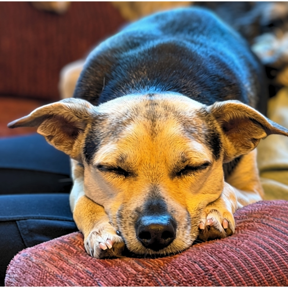 Tilly - Image 5