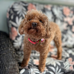 Jovie