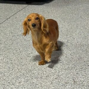 Trudy
