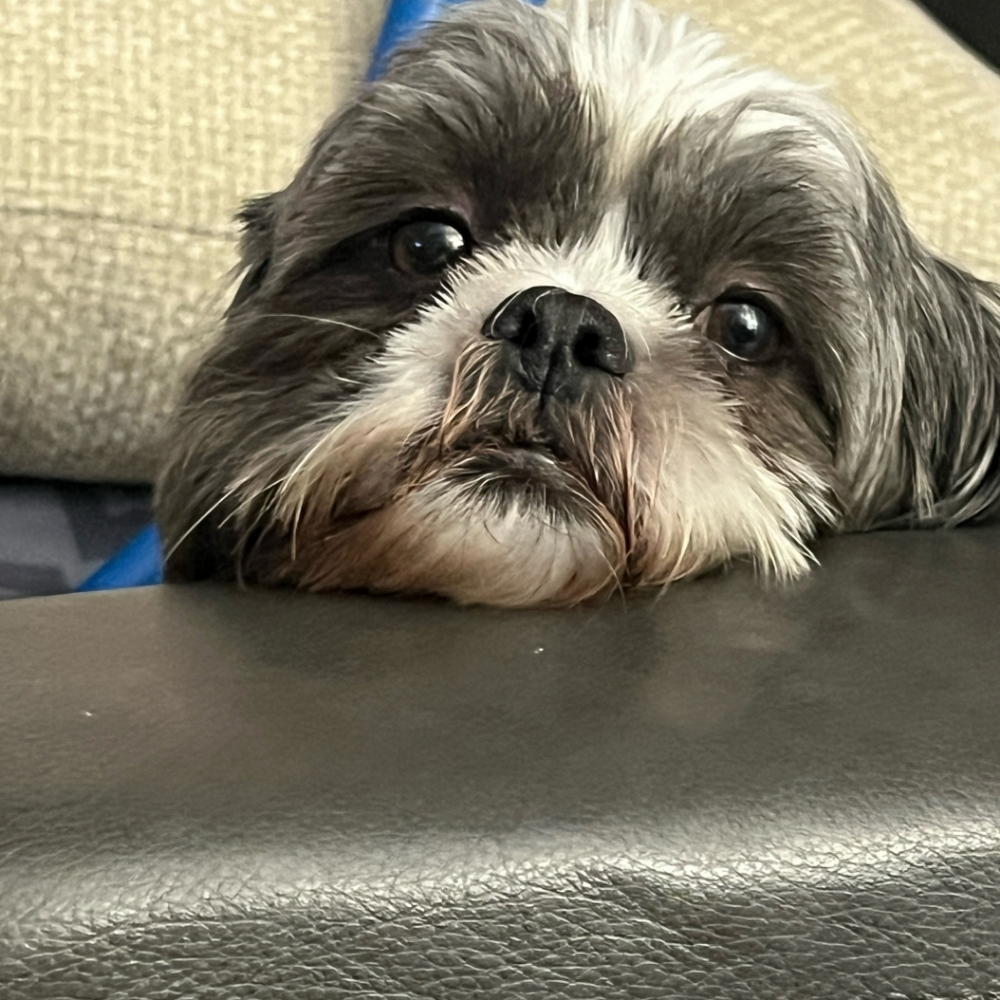 Sadie - Image 4