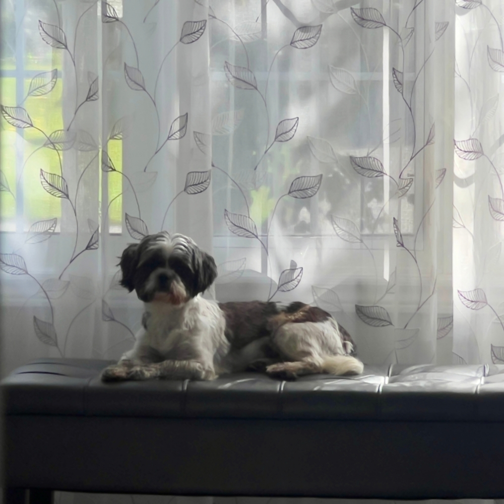 Sadie - Image 5